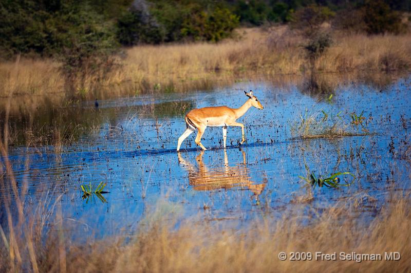 20090614_155259 D3 X1.jpg - Springbok (Gazelle)